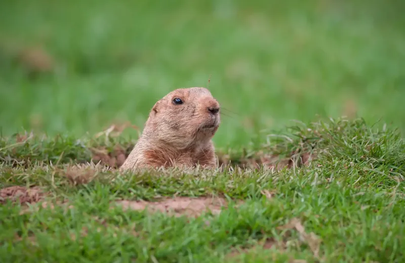 gopher