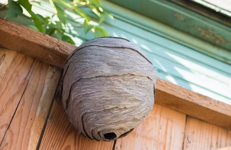 wasp nest on fence