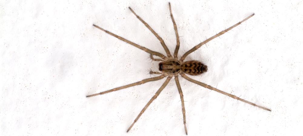 house spider