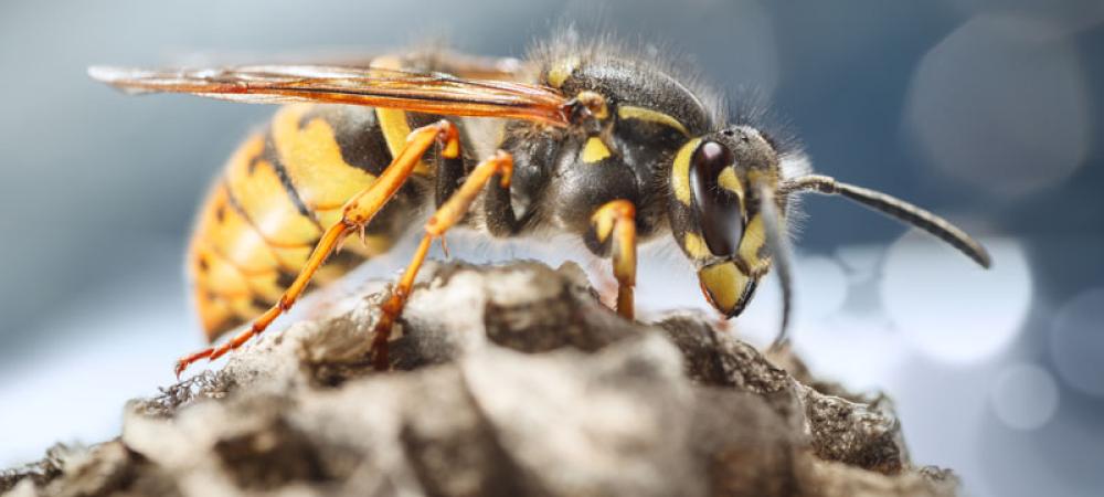 wasp