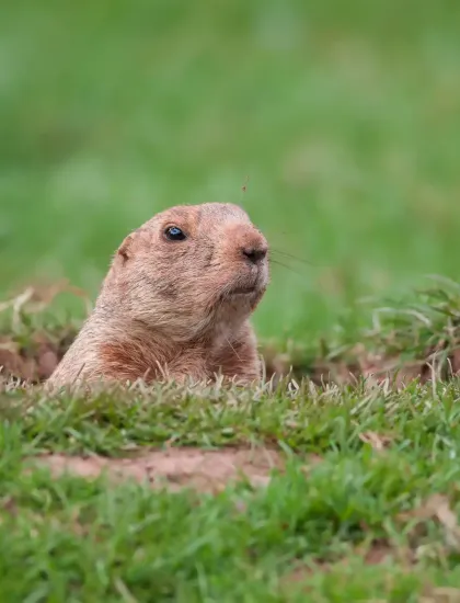 gopher