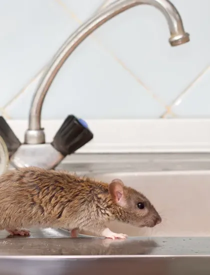 mouse in kitchen