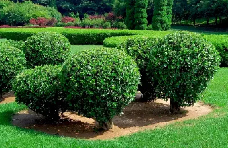 tree-shrub-care-backyard