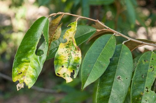 tree - disease