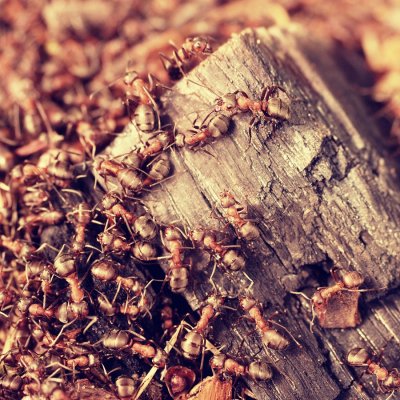 ant - infestation