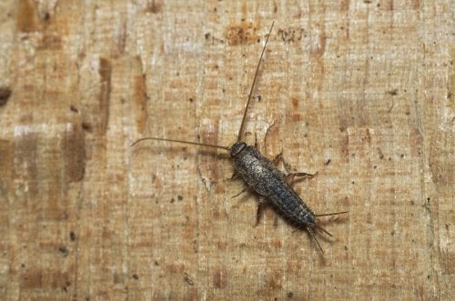 Signs That There Are Silverfish In Your Home