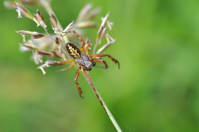 Getting To Know The Spiders Of California