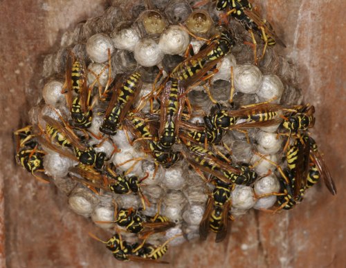 wasp - nest