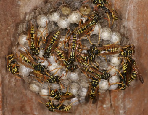 Yellow jacket nest creates buzz