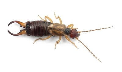 earwig - control