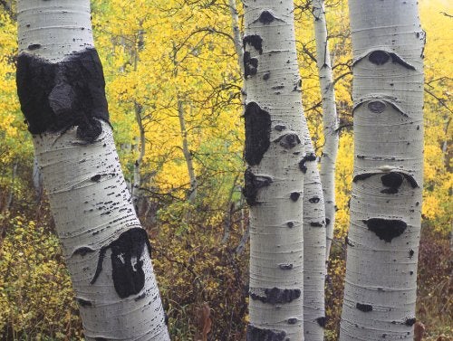 aspen - trees