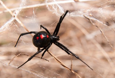 brown garden spider california