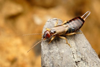 Earwig in Pleasanton, CA