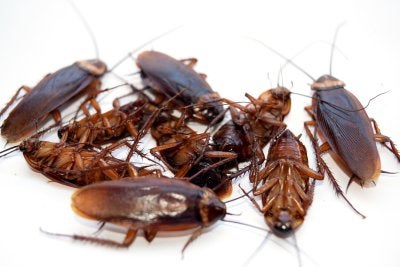 roach control near me