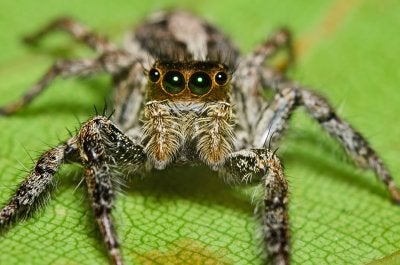 A Look at Some Common Household Spiders Pleasanton