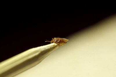 Answers to Your Questions About Bed Bugs Pleasanton