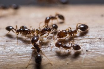 Ant treatment pleasanton