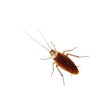 How Cockroaches Can Affect Your Health San Jose