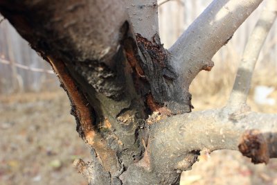 Identifying Some Common Tree Diseases Pleasanton