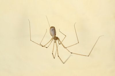 Spiders You Might Find In Your California Home Pleasanton