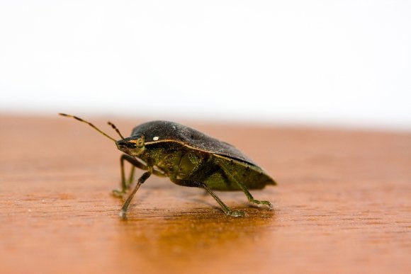 residential pest control in dublin, ca