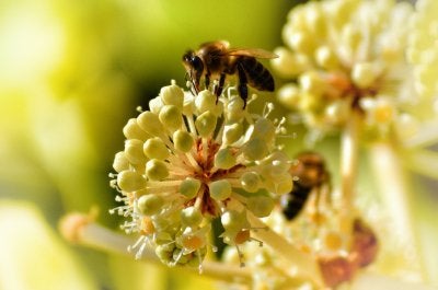 insect exterminator in dublin