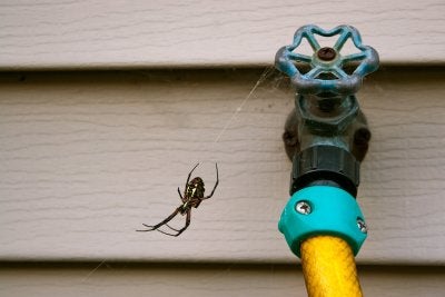 pest control in pleasanton, ca