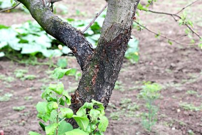 tree disease treatment in livermore, ca