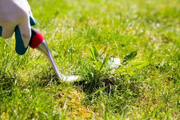 weed control in dublin, ca