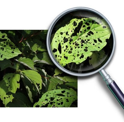 plant disease diagnosis