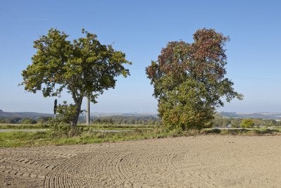 tree disease in dublin, ca