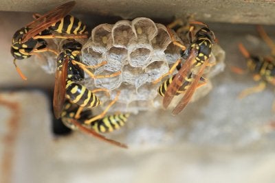 pest control in dublin, ca